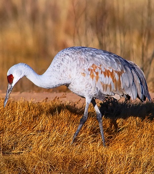 sandhill crane in Alaska tundra