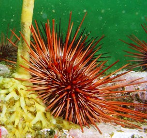 sea urchins abound off the coast of alsaka
