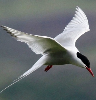 The arctic tern flows over Alaska