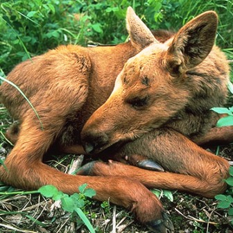 a baby calf born in alaskan  wildlife