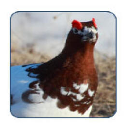 Willow Ptarmigan also called willow grouse are found in Alaska