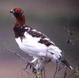 Willow Ptarmigan is Alaska state bird