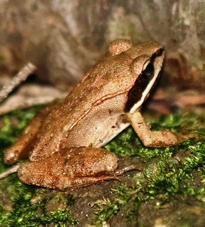 During winter in Alaska, the wood frog freezes so that it looks like a frog-shaped piece of ice
