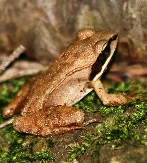 During winter in Alaska, the wood frog freezes so that it looks like a frog-shaped piece of ice